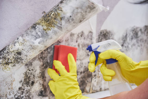 Best Asbestos and Lead Testing During Mold Inspection in USA